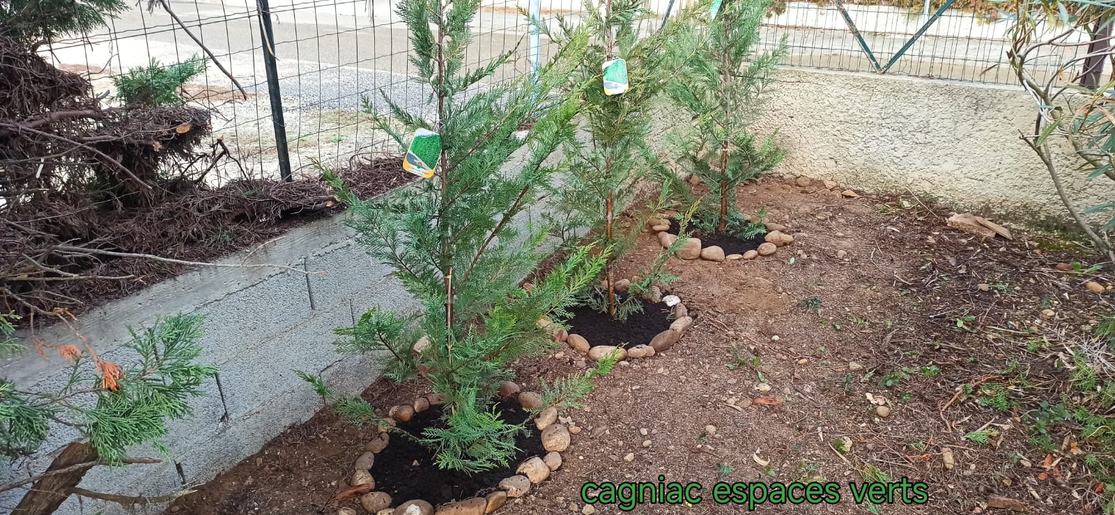 Plantation d'arbustes